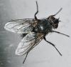 Bellardia sp.